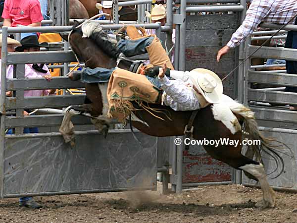 A bareback bronc rider comes out of the chute