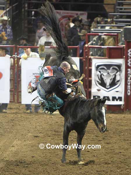 A bronc rider gets bucked off
