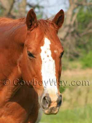 Horse face markings: Blaze