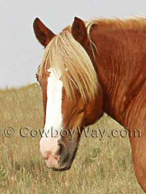 Horse with a blaze face marking