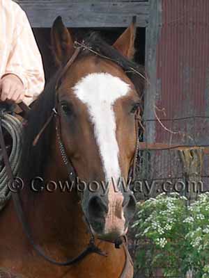 A bay horse with a blaze