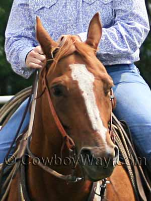 A sorrel horse with a blaze face marking