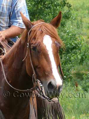 Blaze face on a horse