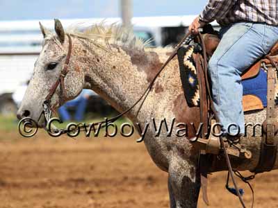 Blood marks on a gray horse