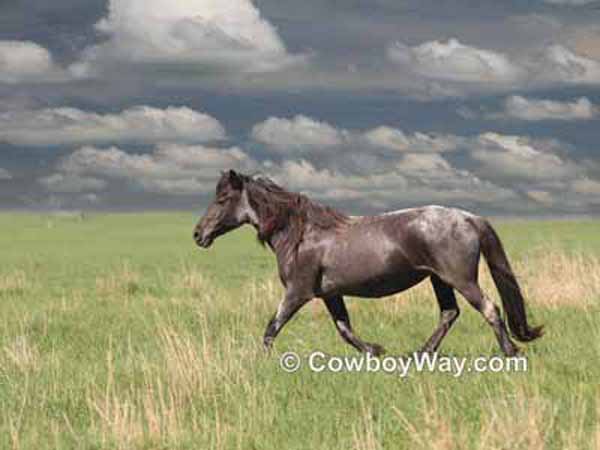 A blue roan mustang