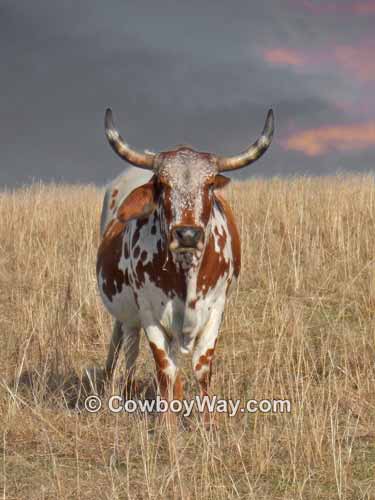A speckled Brahma cow
