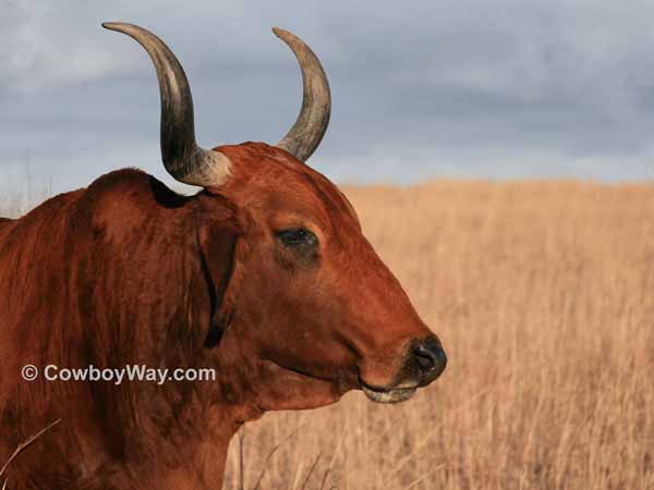 Brahma cow picture