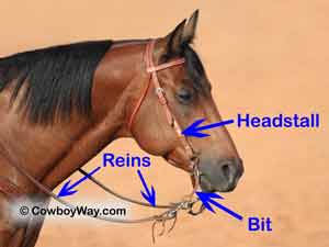 A bridle