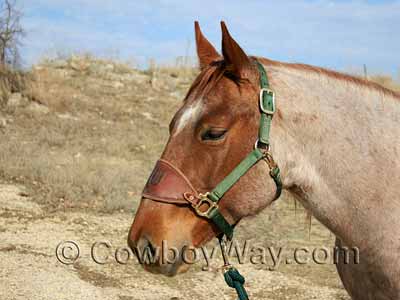 A bronc halter on a roan horse