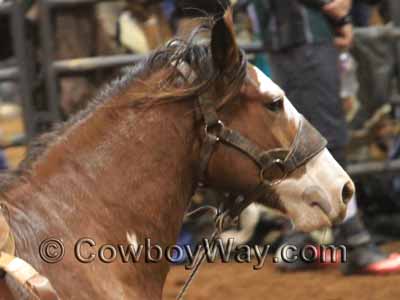 A bronc halter on a saddle bronc