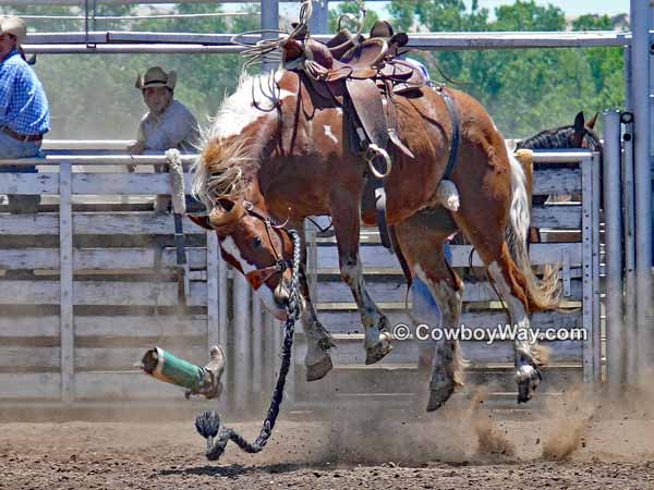 A bronc rider's boot gets pulled off during the bronc riding