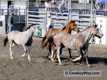 Rodeo broncs loose in an arena