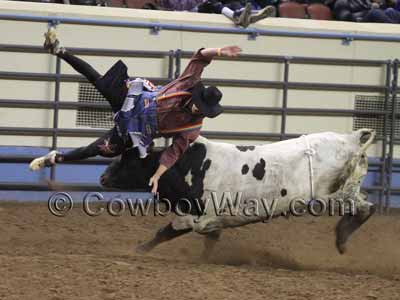 A rodeo bull fighter gets thrown into the air by a bull