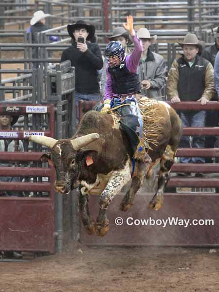 A yellow and white bull bucking into the air