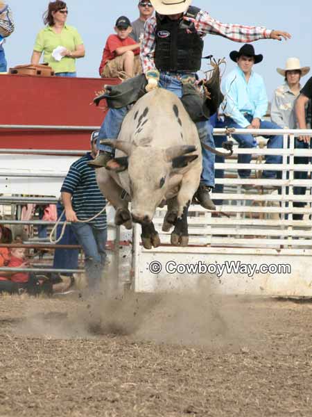 A bull rider right out of the chute
