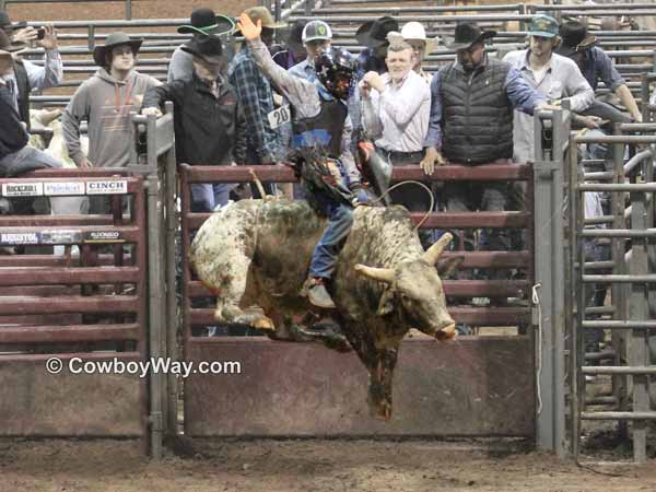 A bull rider rides a speckled horned bull