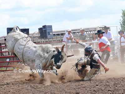 Bull rider getting hit by a bull in the helment