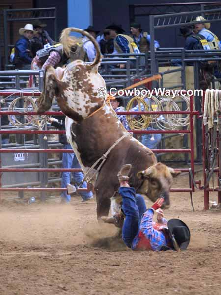 In bull riding wrecks are common: Photo of an upside down bull rider
