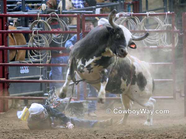 A bull rider wrecks beside a still-bucking bull