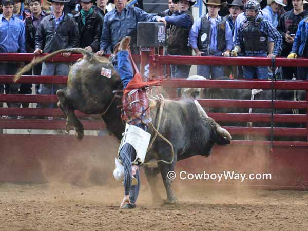 A bull rider wrecks and gets tangled with the bull
