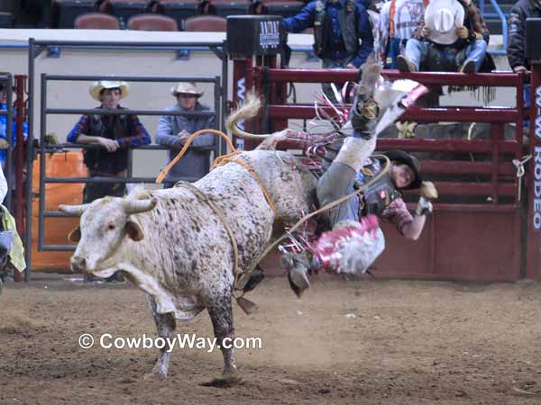 A bull wrecks his rider by sending him off the back