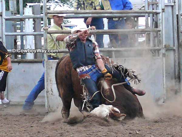 Bull riding wrecks: A bull falling with a bull rider