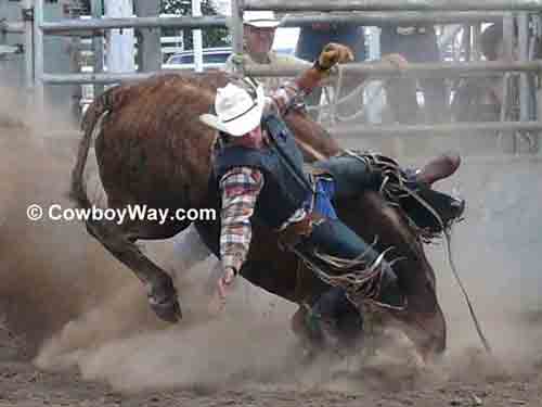 A bull rider and bull in mid-fall