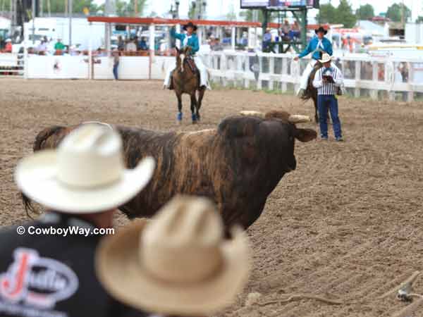 A bucking bull stares at the pickup men