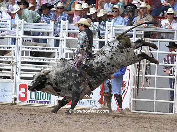 A bull rider on a speckled bull