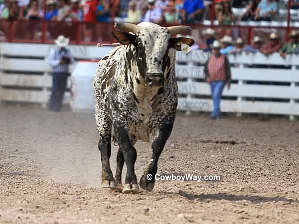 A spotted bull lopes down the rodeo arena