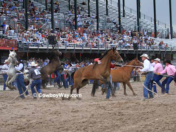 The start of the wild horse race