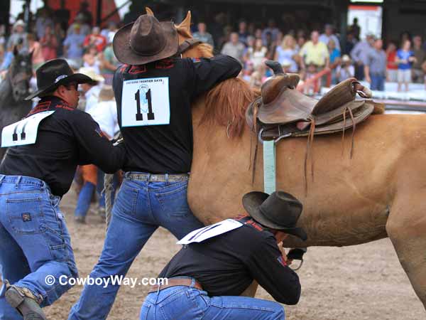 A team gets a saddle on a wild horse for the wild horse race