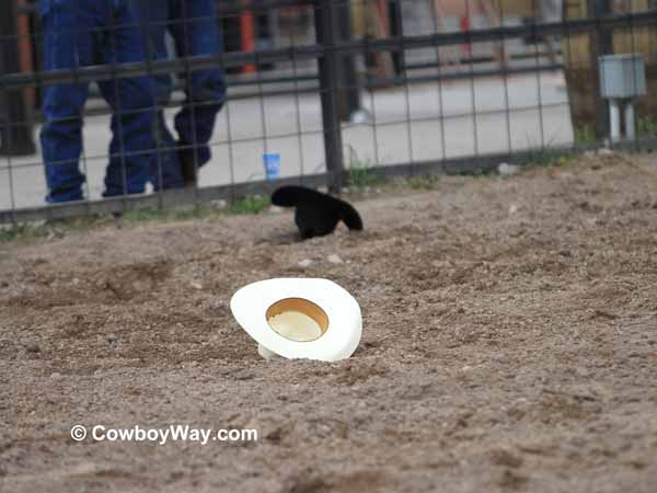 Several cowboy hats in the dirt