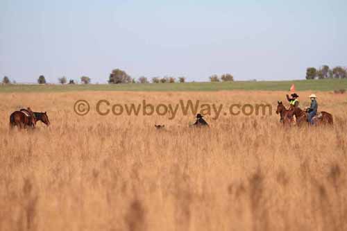 CRCM Pasture Roping, 11-07-15 - Photo 02