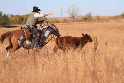 CRCM Pasture Roping, 11-07-15 - Photo 04