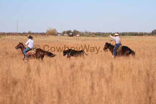 CRCM Pasture Roping, 11-07-15 - Photo 09