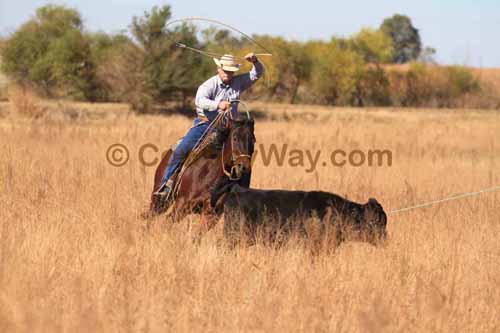 CRCM Pasture Roping, 11-07-15 - Photo 10