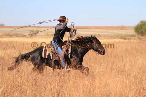 CRCM Pasture Roping, 11-07-15 - Photo 15