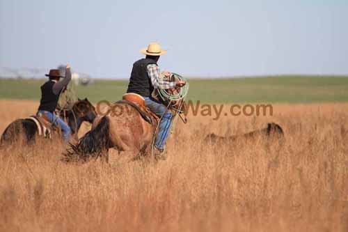 CRCM Pasture Roping, 11-07-15 - Photo 16