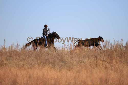 CRCM Pasture Roping, 11-07-15 - Photo 17