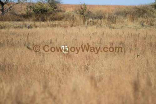 CRCM Pasture Roping, 11-07-15 - Photo 21