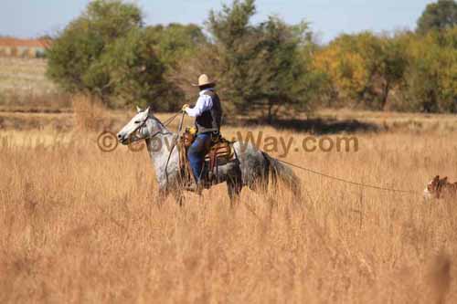 CRCM Pasture Roping, 11-07-15 - Photo 27