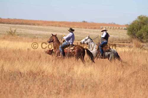 CRCM Pasture Roping, 11-07-15 - Photo 36