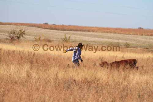 CRCM Pasture Roping, 11-07-15 - Photo 37