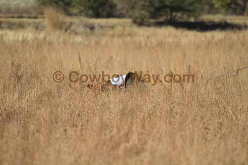 CRCM Pasture Roping, 11-07-15 - Photo 40