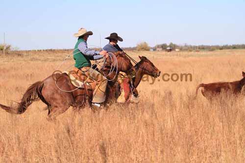 CRCM Pasture Roping, 11-07-15 - Photo 45