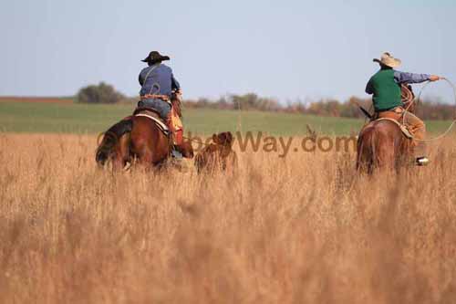 CRCM Pasture Roping, 11-07-15 - Photo 47