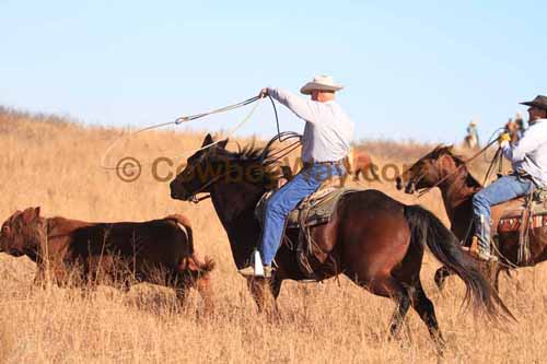 CRCM Pasture Roping, 11-07-15 - Photo 80