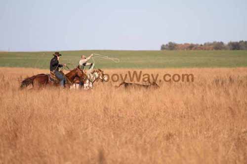 CRCM Pasture Roping, 11-07-15 - Photo 93