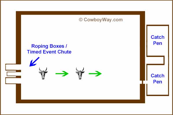 An illustration of how cattle travel from the timed event chute to the catch pens